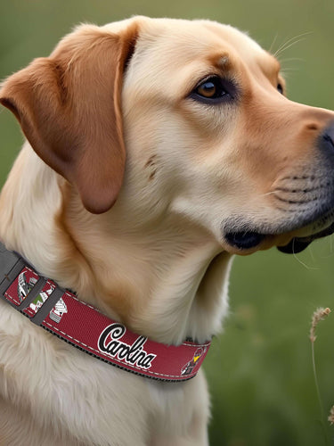 USC Gamecocks Stadium Collection Woven Ribbon Dog Collar Garnet Dog Front