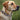 Clemson Tigers Stadium Collection Woven Ribbon Dog Collar Dog Front