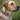Clemson Tigers Stadium Collection Woven Ribbon Dog Collar Dog Front